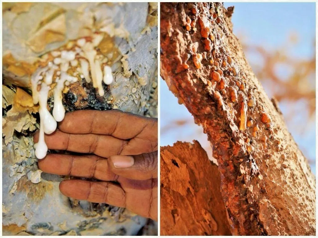 2 Boxes of Bakhoor FRANKINCENSE RESIN (Gum Olibanum) AFIBS